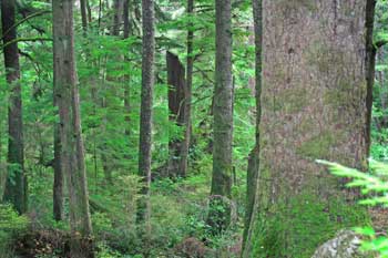 forest for rent